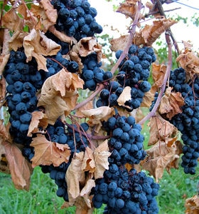 Vernaccia in appassimento in vigna