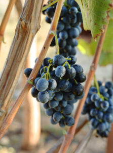 Sangiovese