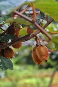 Kiwi di Latina da raccogliere