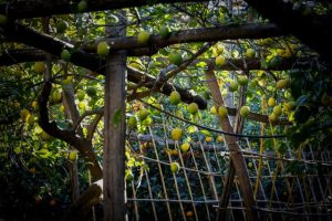 Limonaia coltivazione Pagliarelle con pali in castagno