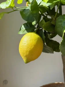 Limone di Sorrento igp